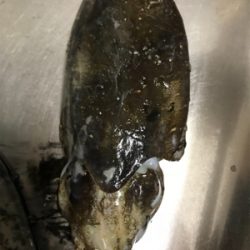 アオリイカを求めて②