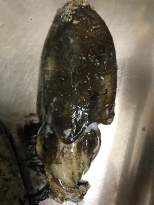 アオリイカを求めて②