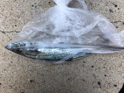 秋イカを求めて