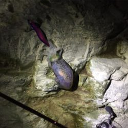 久しぶりのイカ