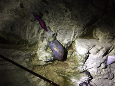 久しぶりのイカ