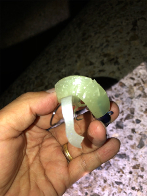 今年初のエギング&ワインド