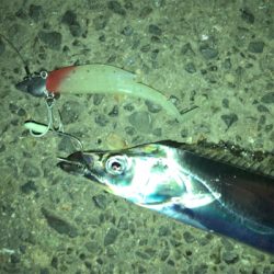 タチウオ渋ちん