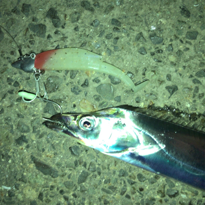 タチウオ渋ちん