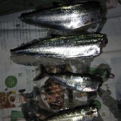 三連休はサゴシ、サバでした