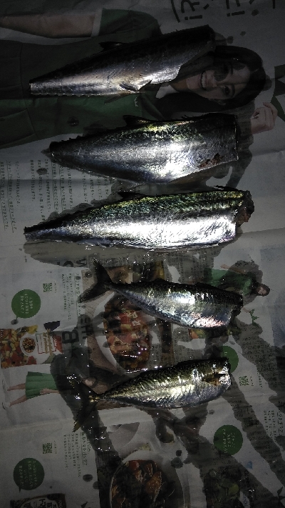 三連休はサゴシ、サバでした