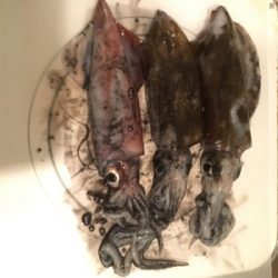 アオリとケンサキ