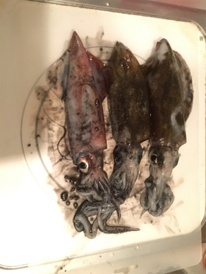 アオリとケンサキ