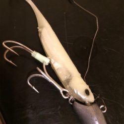 鳴門のタチウオ好調