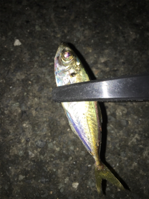 ライトアジング