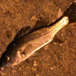 今日もガシリング