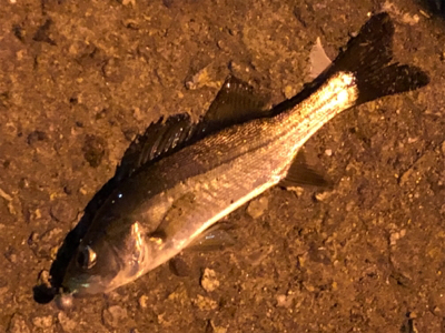 今日もガシリング