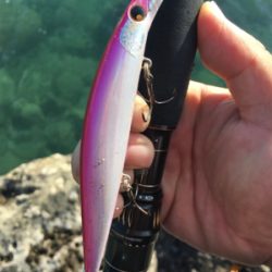 ロックショア本格シーズン