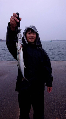 太刀魚ゲーム/サゴシ/朝アオリイカ☆