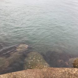 やっとアオリGET (^^)v