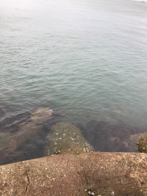 やっとアオリGET (^^)v