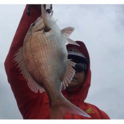 明石  鯛カブラ  虎之介