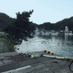 エギングしてたらタコ釣れた爆笑