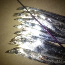 台風前のタチウオ