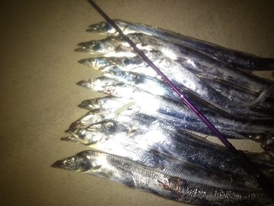 台風前のタチウオ