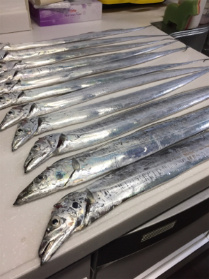 引き釣り短時間爆釣