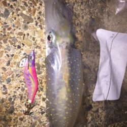 強風の中、今期一番(๑>◡<๑)