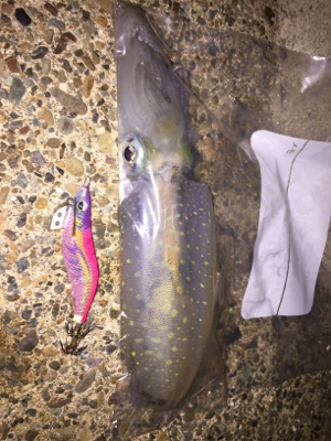 強風の中、今期一番(๑>◡<๑)