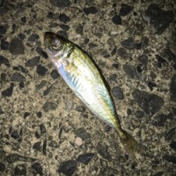 台風前アジング