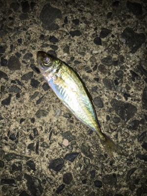 台風前アジング