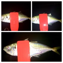 台風前アジング