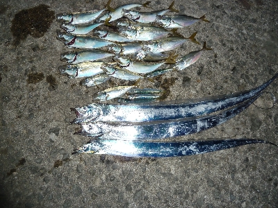 アジからのタチウオ