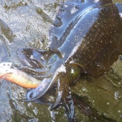 アオリイカ調査