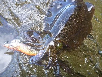 アオリイカ調査