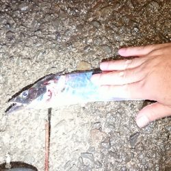 今シーズンの初タチ釣行