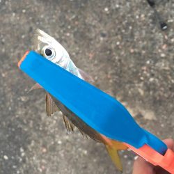 日中の鳴門釣行