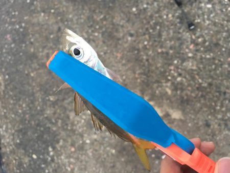 日中の鳴門釣行