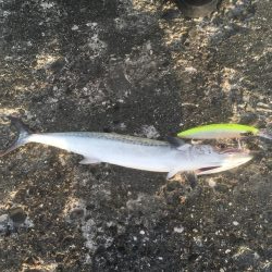 粟津導流堤でサゴシ