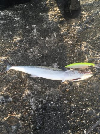 粟津導流堤でサゴシ