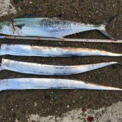 貝塚タチウオ好調キープ。湾奥はまだですね。