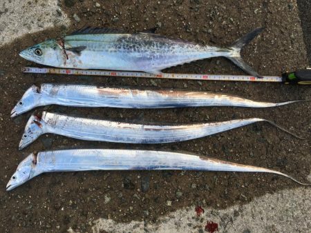 貝塚タチウオ好調キープ。湾奥はまだですね。…