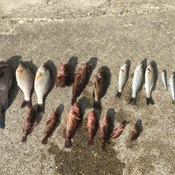 新舞子マリンパーク復活