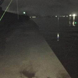 今年初秋エギング