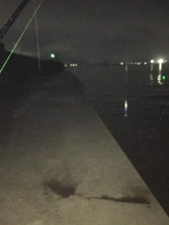 今年初秋エギング