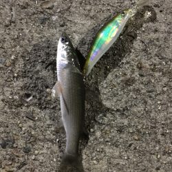 シーバス釣りでチヌ