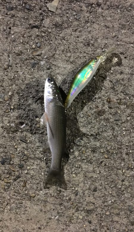 シーバス釣りでチヌ