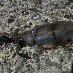 久々のナイトエギング