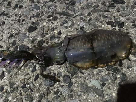 久々のナイトエギング