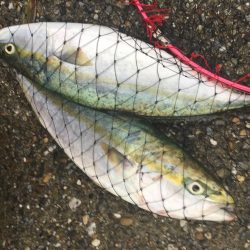 風が強かったです。