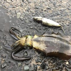 今シーズン初ヤエン