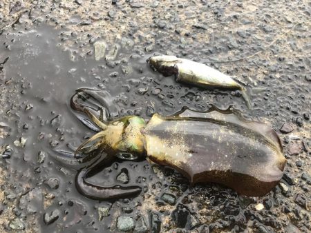 今シーズン初ヤエン